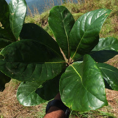 Bhadraksham ( Elaeocarpus tuberculatus ) Medicinal Plant
