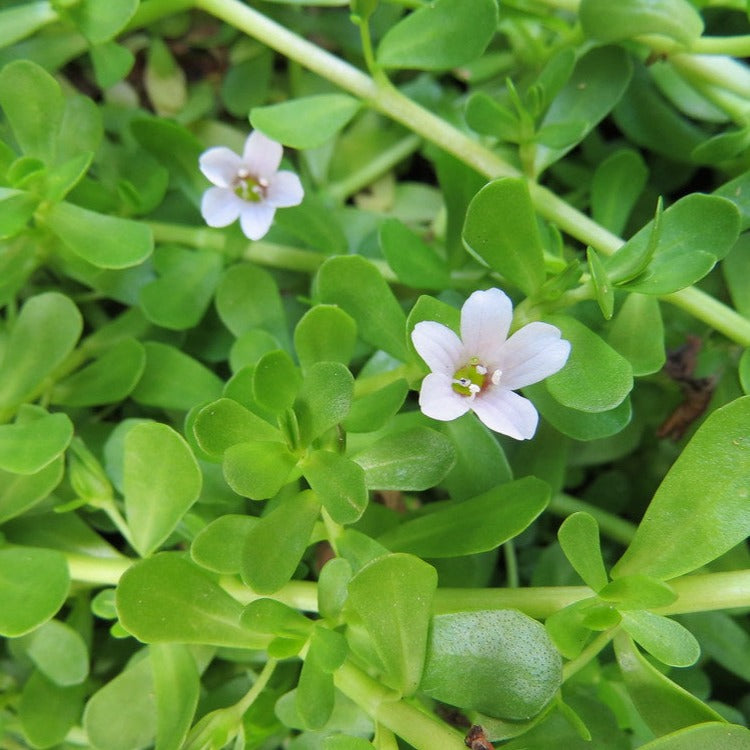 Brahmi ( Bacopa monnieri ) Medicinal Plant