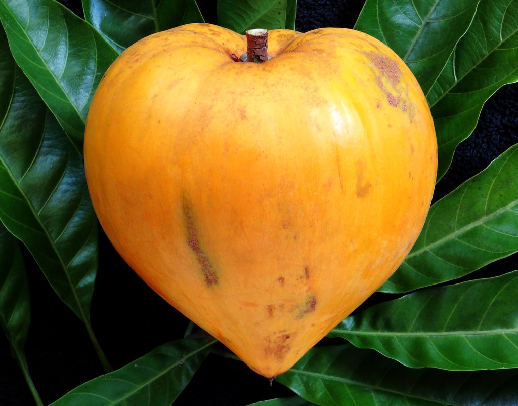 Eggfruit - Pouteria campechiana Fruit Plant