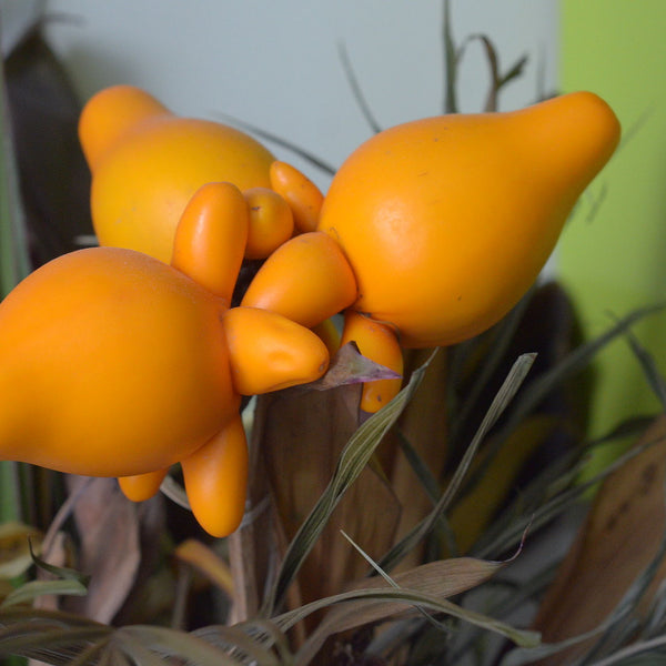 Nipple Fruit / Anchumulachi ( Solanum mammosum ) Medicinal Plant