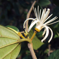 Ankolam ( Alangium salviifolium ) Medicinal Plant