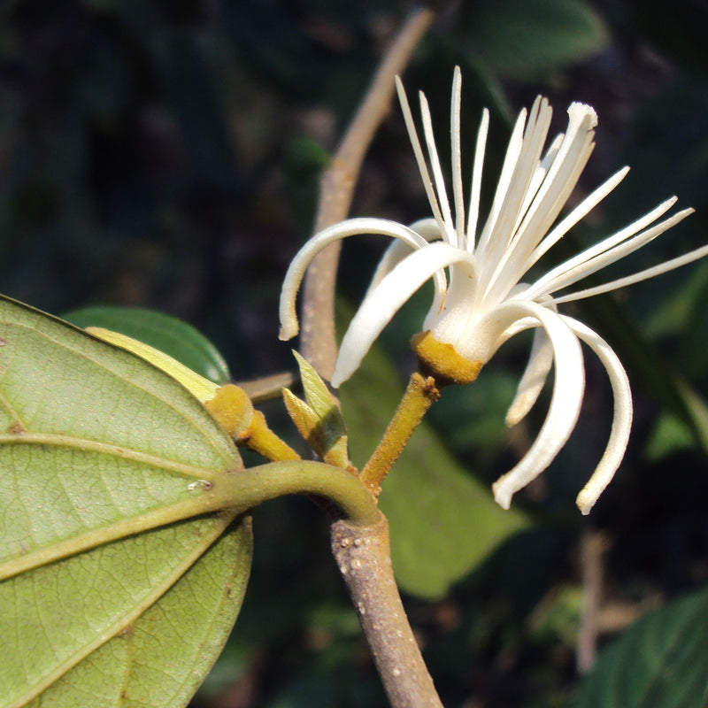 Ankolam ( Alangium salviifolium ) Medicinal Plant