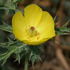 Erumakkalli ( Argemone mexicana ) Medicinal Plant