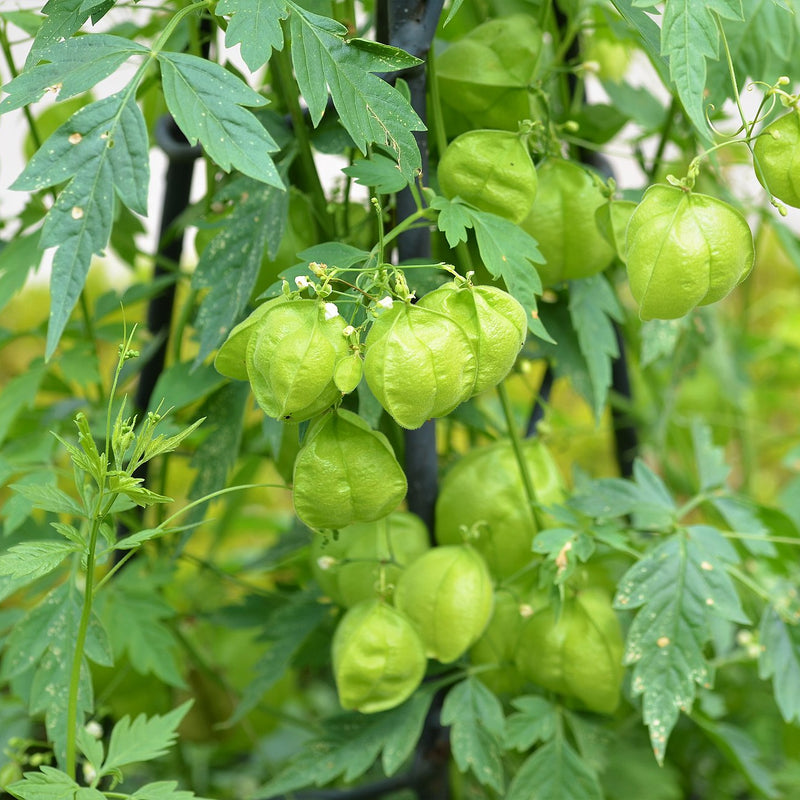 Uzhinja ( Cardiospermum helicacabum ) Medicinal Plant
