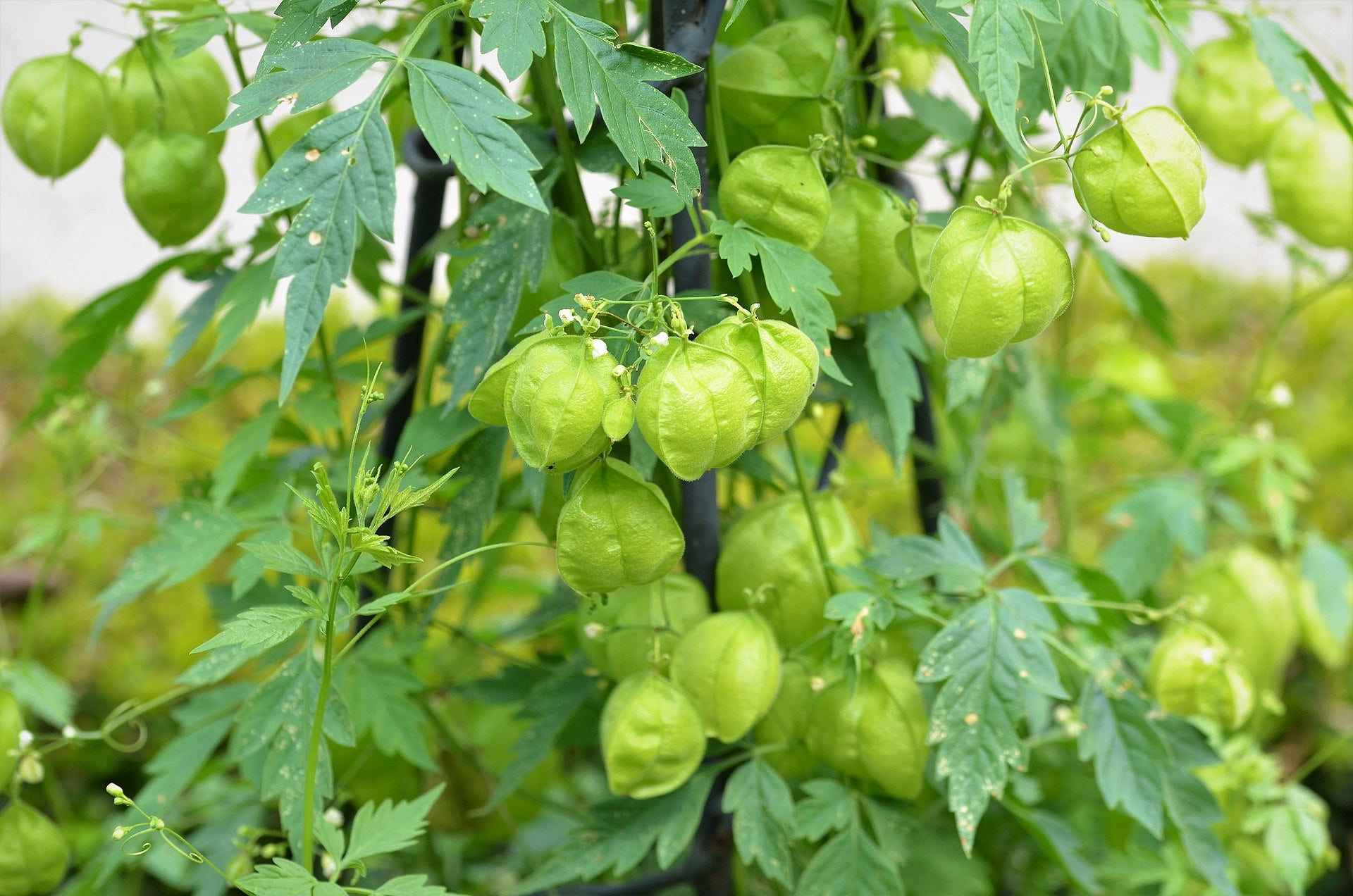 Uzhinja ( Cardiospermum helicacabum ) Medicinal Plant