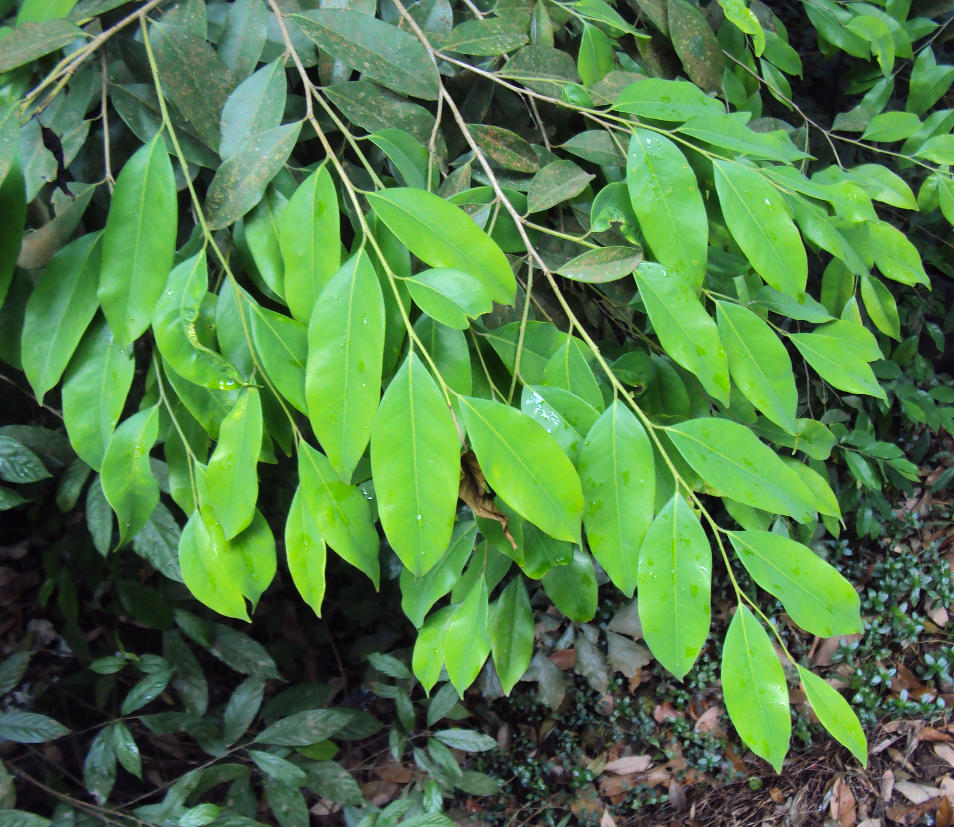 Asthimaram ( Drypetes venusta ) Medicinal Plant