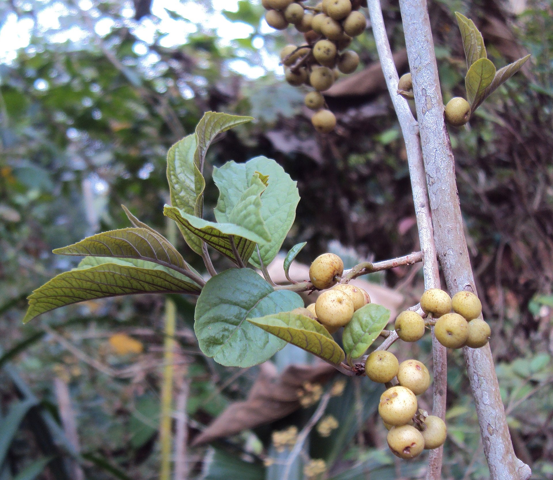 Ammimuriyan ( Embelia tsjeriam-cottam ) Medicinal Plant