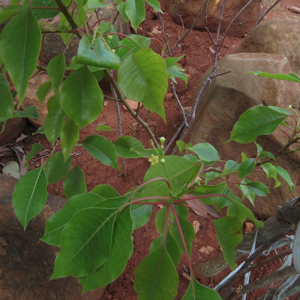 Amruthapala ( Decalepis arayalpathra ) Medicinal Plant