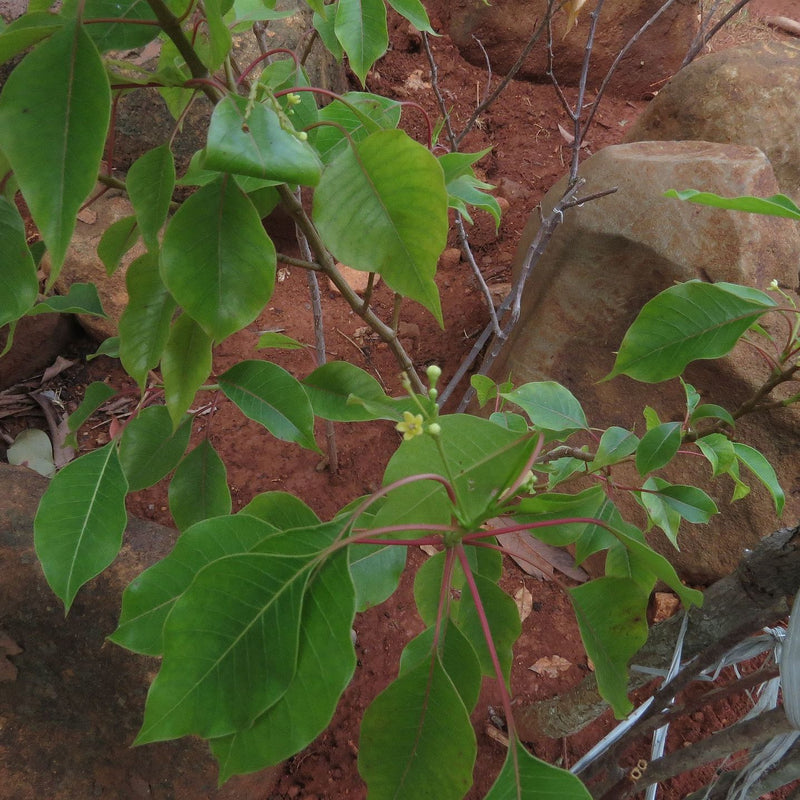 Amruthapala ( Decalepis arayalpathra ) Medicinal Plant