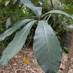 Alakkucheru ( Semecarpus anacardium ) Medicinal Plant