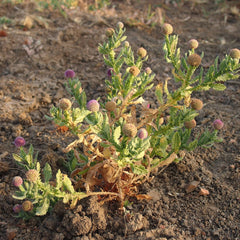 Adakkamaniyan ( Sphaeranthus indicus ) Medicinal Plant
