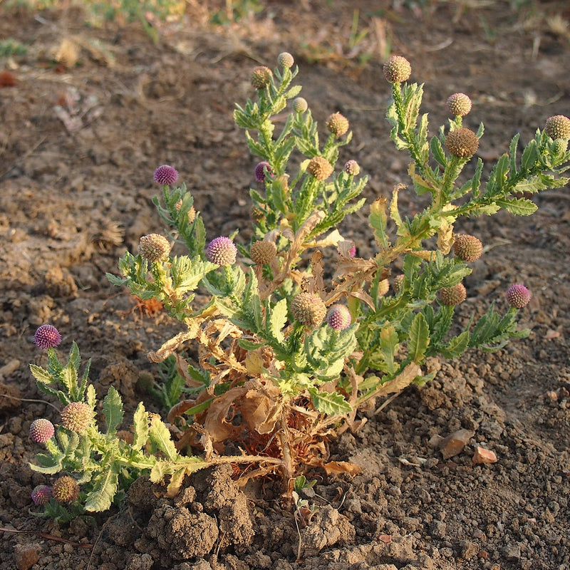 Adakkamaniyan ( Sphaeranthus indicus ) Medicinal Plant