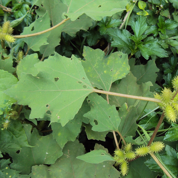 Arishta ( Xanthium strumerium ) Medicinal Plant