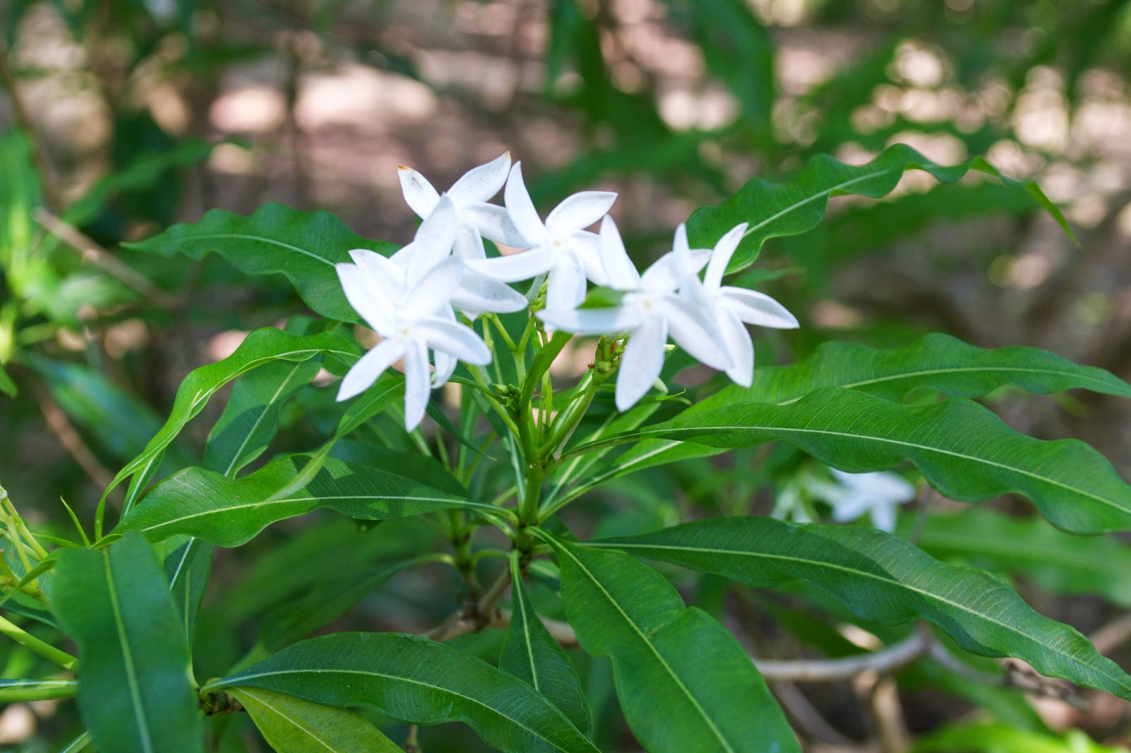 Analivegam ( Alstonia venenata ) Medicinal Plant