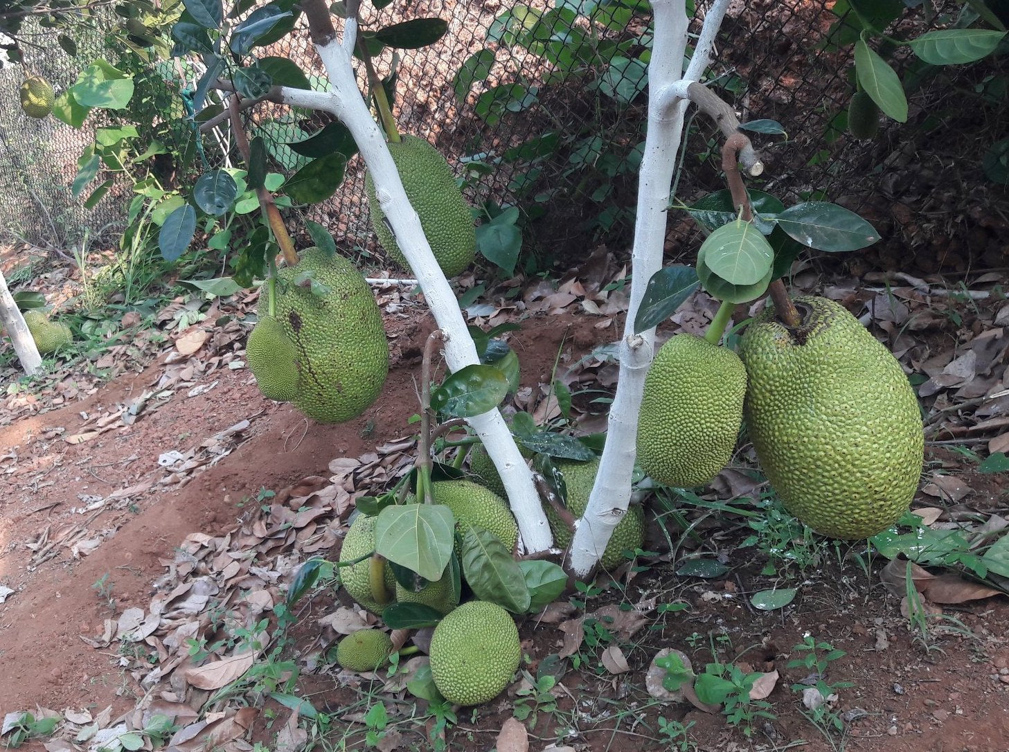 Hybrid Jackfruit - Ayur-Jack Jackfruit Exotic Fruit Plant