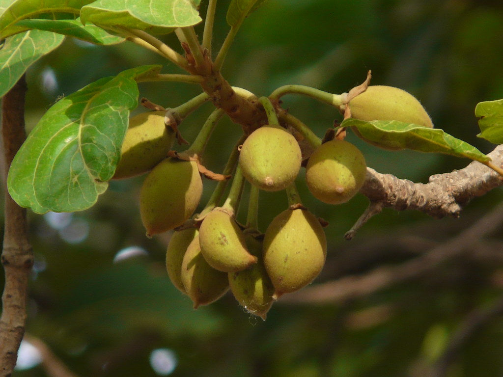 Eluppa ( Madhuca longifolia ) Medicinal Plant