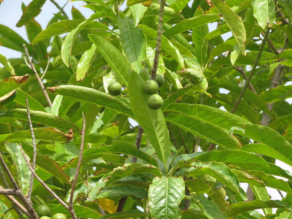 Rudraksham ( Elaeocarpus angustifolius ) Medicinal Plant