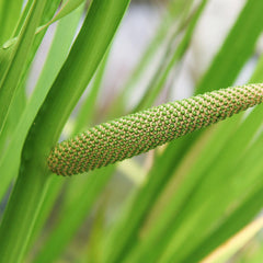 Vayambu ( Acorus calamus ) Medicinal Plant