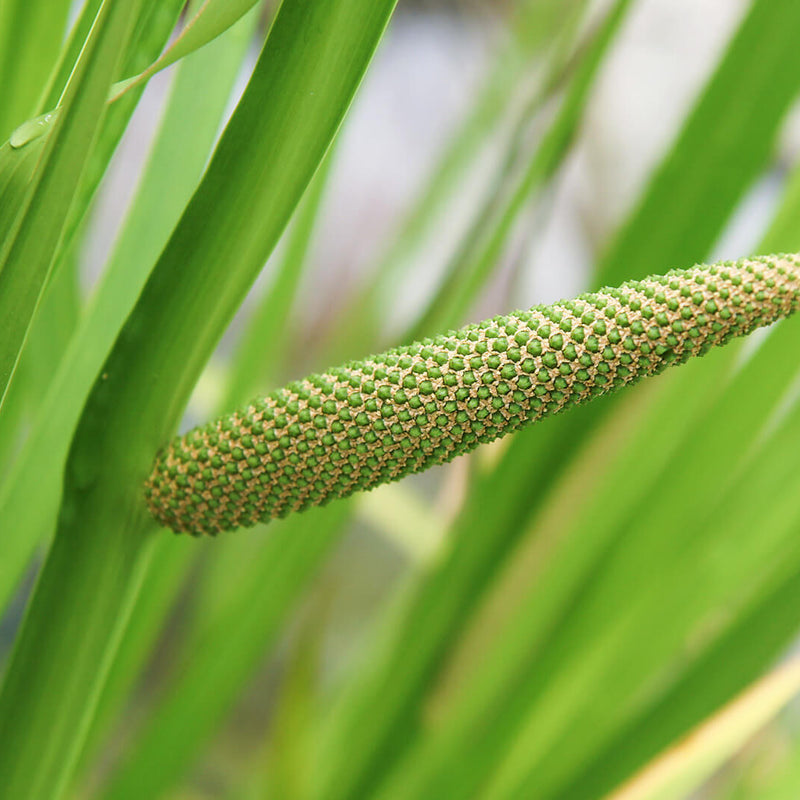 Vayambu ( Acorus calamus ) Medicinal Plant