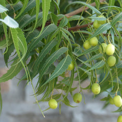 Neem ( Azadirachta indica ) Medicinal Plant
