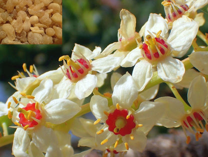 Indian Frankincense Kunthirikkam Spice Plant