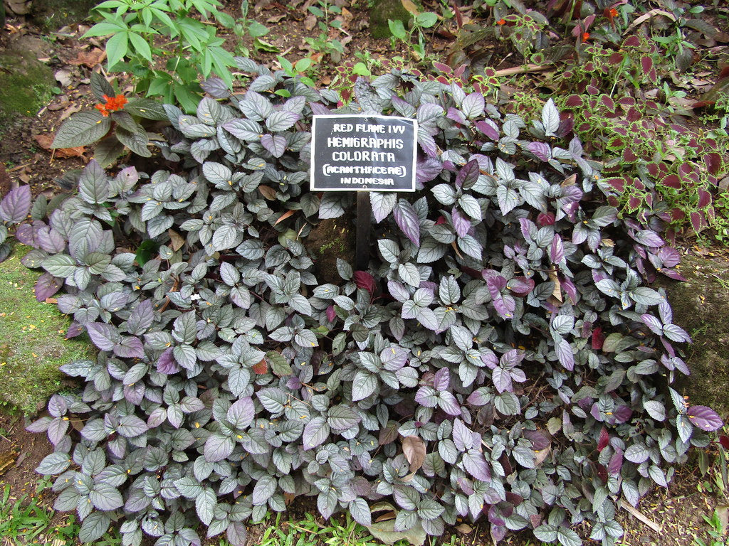 Murikkoty ( Strobilanthes alternata ) Medicinal Plant