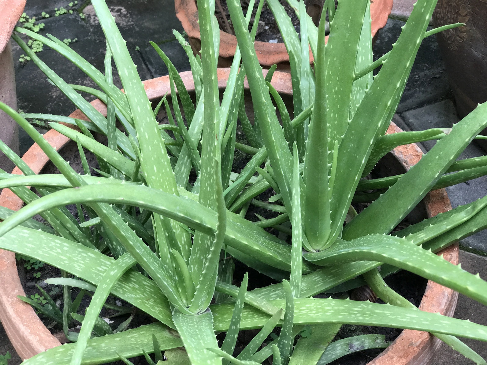 Aloe Vera ( Aloe vera ) Medicinal Plant