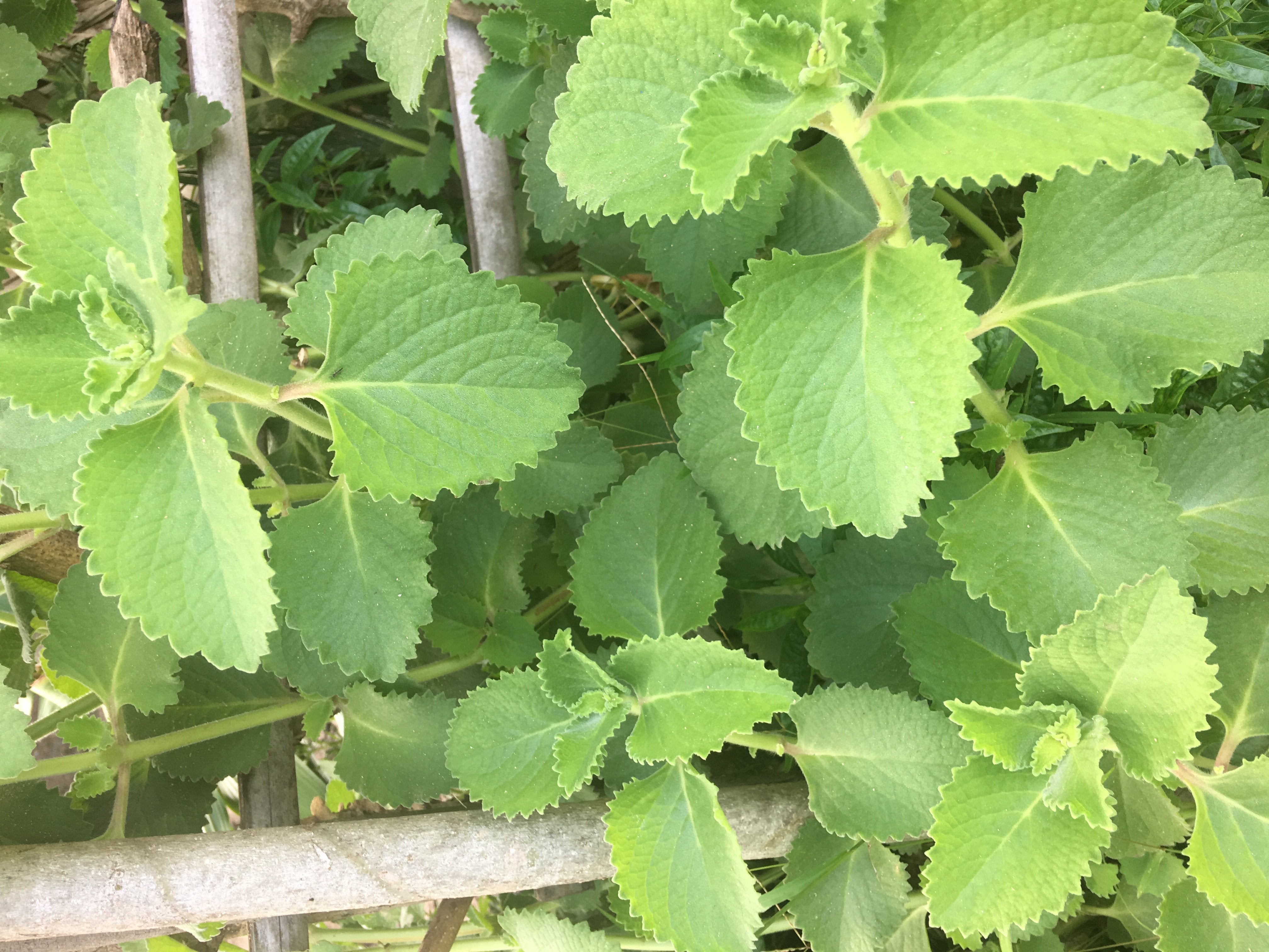 Panikoorka ( Coleus amboinicus ) Medicinal Plant