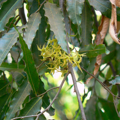 Ashoka Tree ( Polyalthia longifolia ) Medicinal Plant