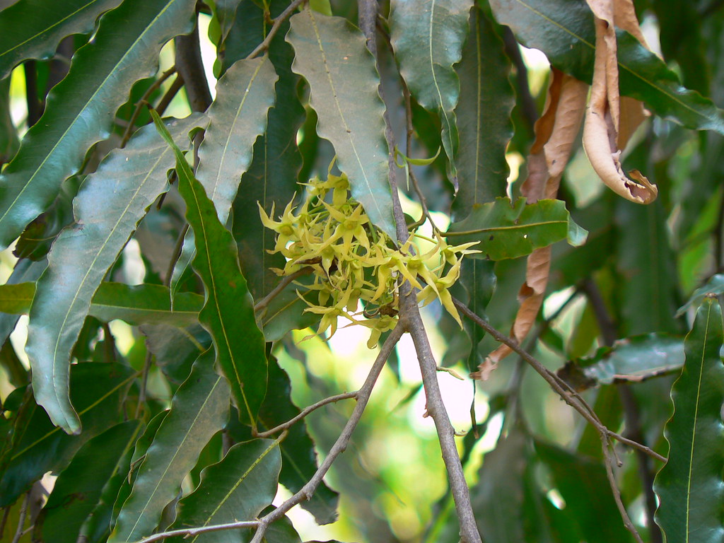 Ashoka Tree ( Polyalthia longifolia ) Medicinal Plant