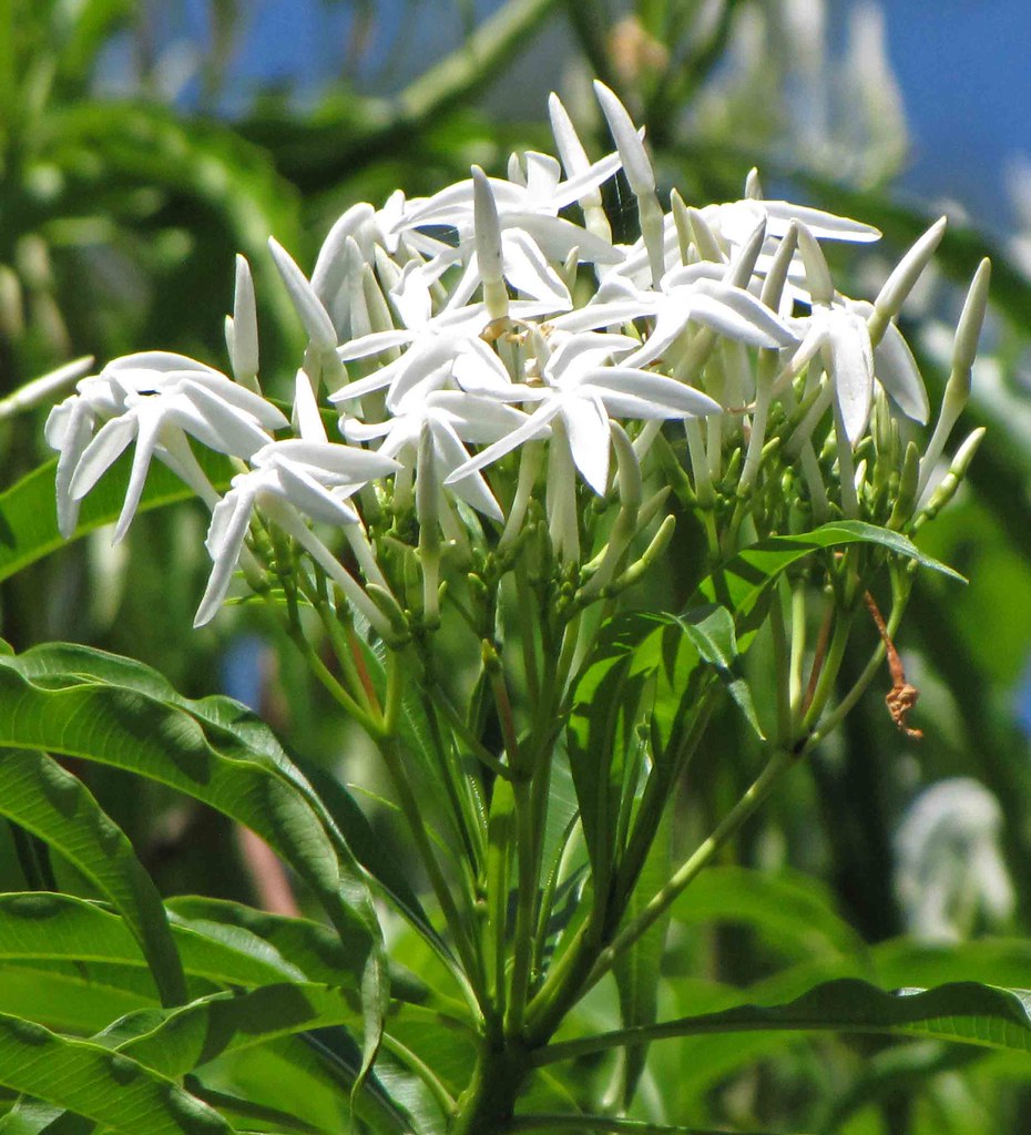 Analivegam ( Alstonia venenata ) Medicinal Plant