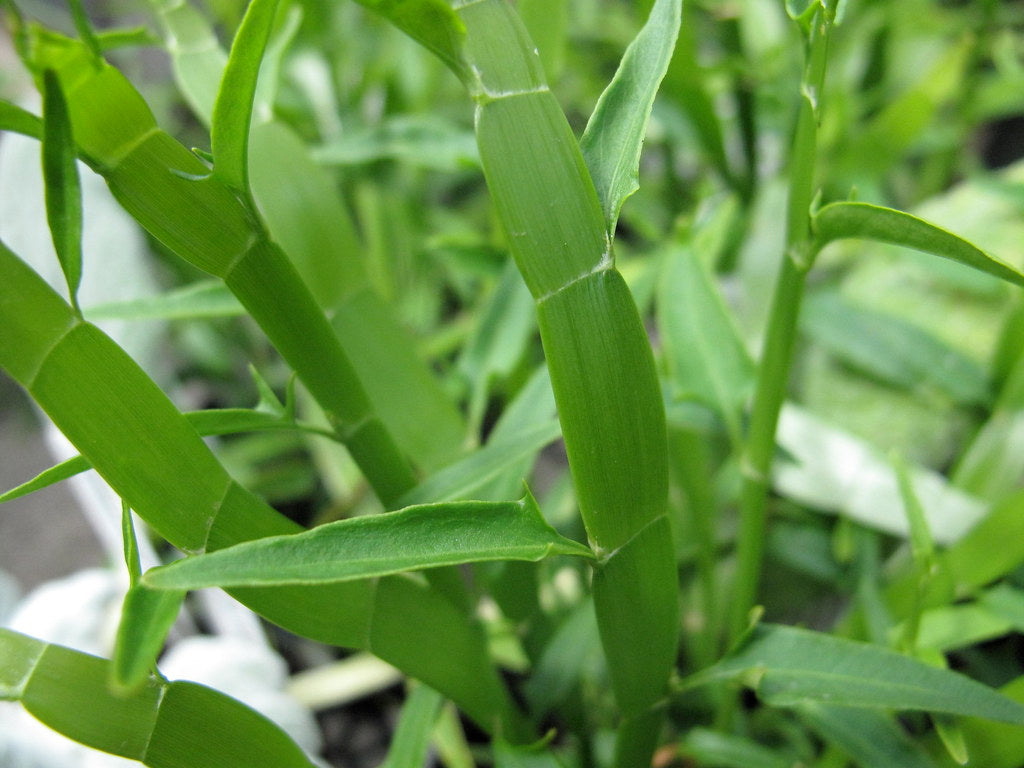 Pazhuthara Chedi ( Homalocladium platycladum ) Medicinal Plant