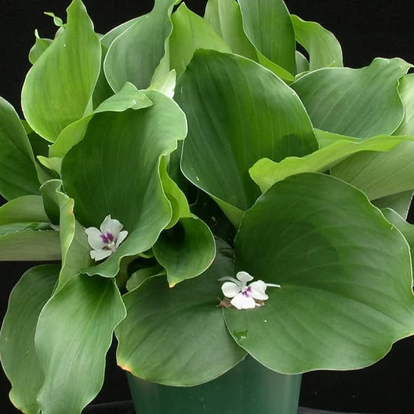 Kacholam ( Kaempferia galanga ) Medicinal Plant