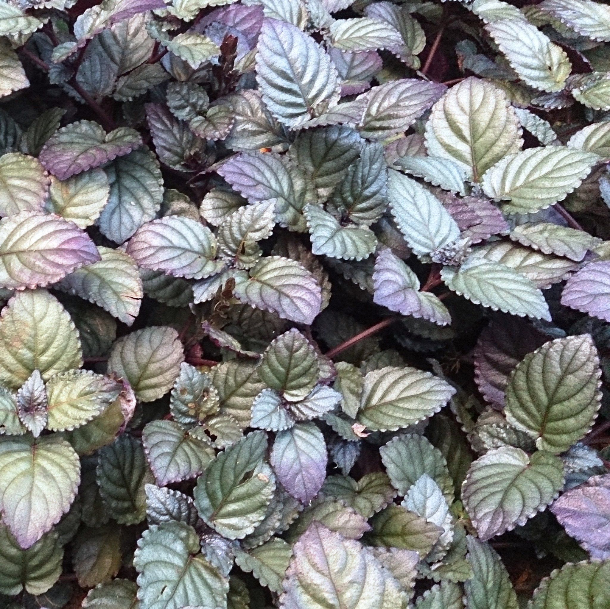 Murikkoty ( Strobilanthes alternata ) Medicinal Plant