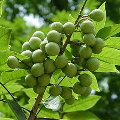 Urunjimaram ( Sapindus emarginatus ) Medicinal Plant