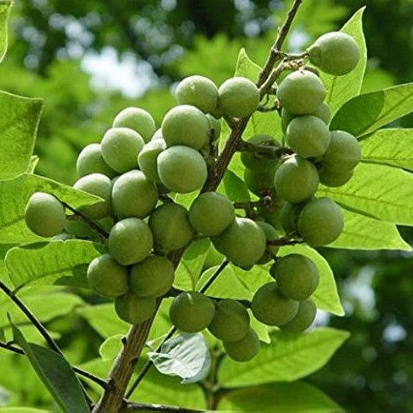 Urunjimaram ( Sapindus emarginatus ) Medicinal Plant