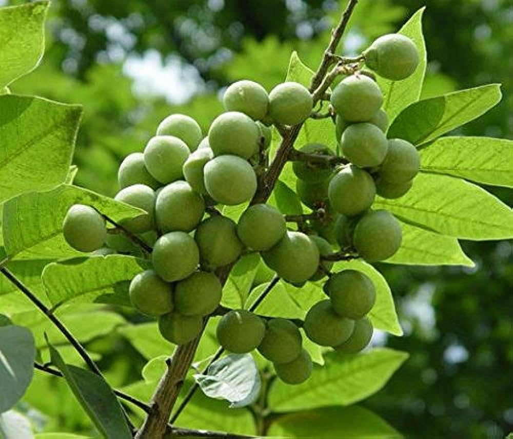 Urunjimaram ( Sapindus emarginatus ) Medicinal Plant