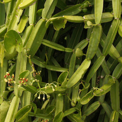 Asthi Samhara ( Cissus quadrangularis ) Medicinal Plant