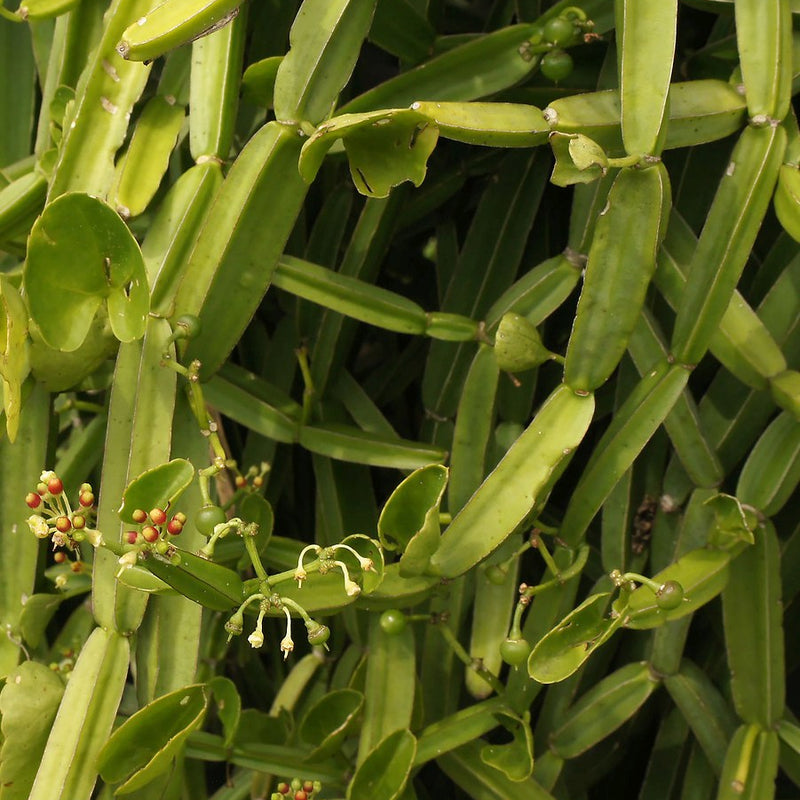 Asthi Samhara ( Cissus quadrangularis ) Medicinal Plant