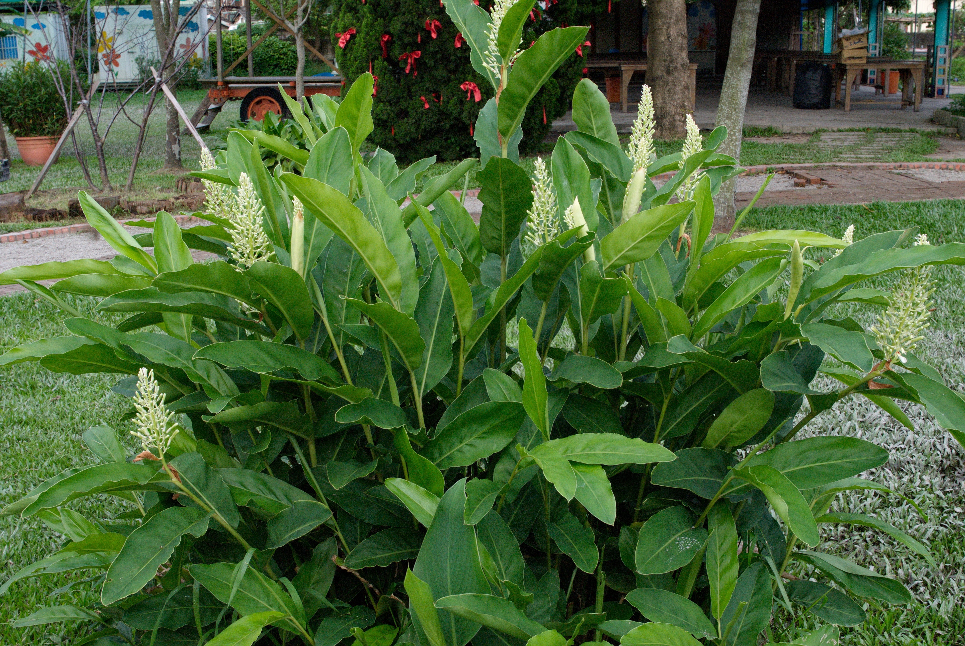 Chittaratha ( Alpinia calcarata ) Medicinal Plant