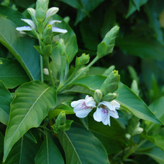 Adalodakam ( Justicia adhatoda ) Medicinal Plant
