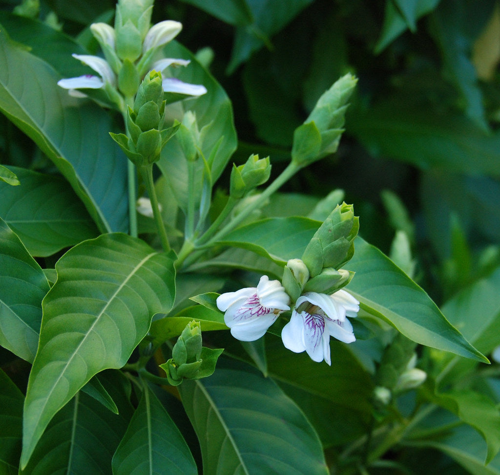 Adalodakam ( Justicia adhatoda ) Medicinal Plant