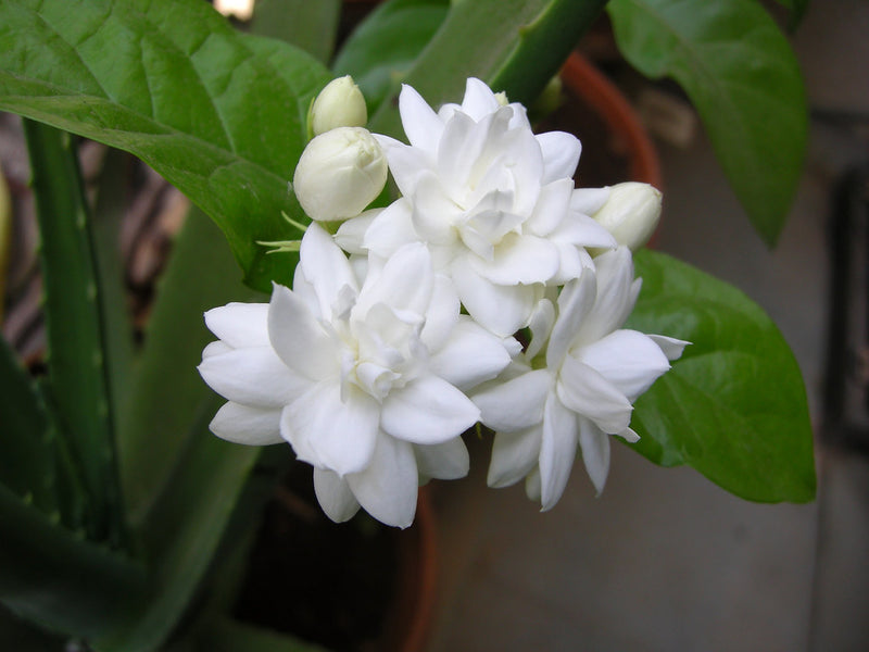 Arabian Double Jasmine Flower Plant