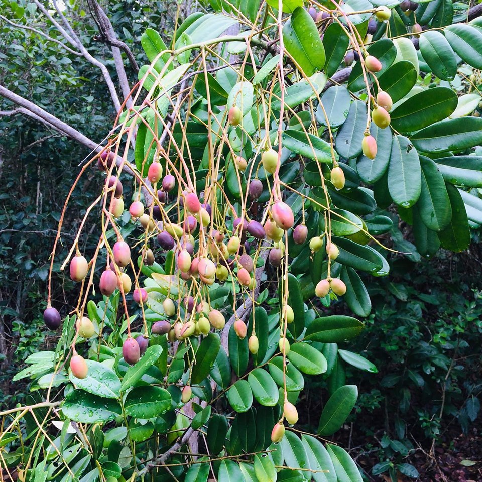 Lakshmi Tharu ( Simarouba glauca ) Medicinal Plant