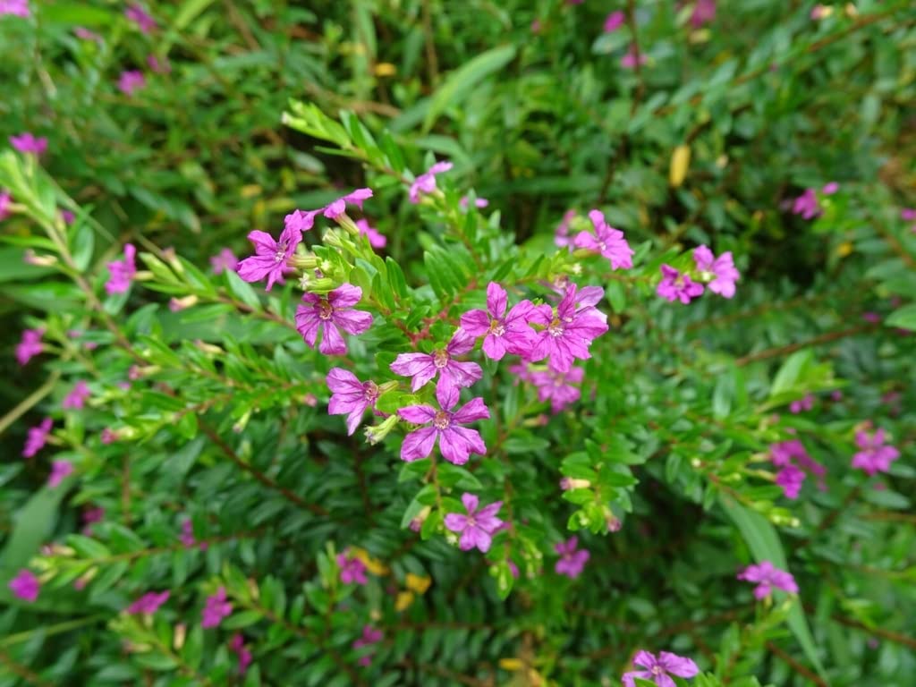 Pink Cuphea Flower Plant