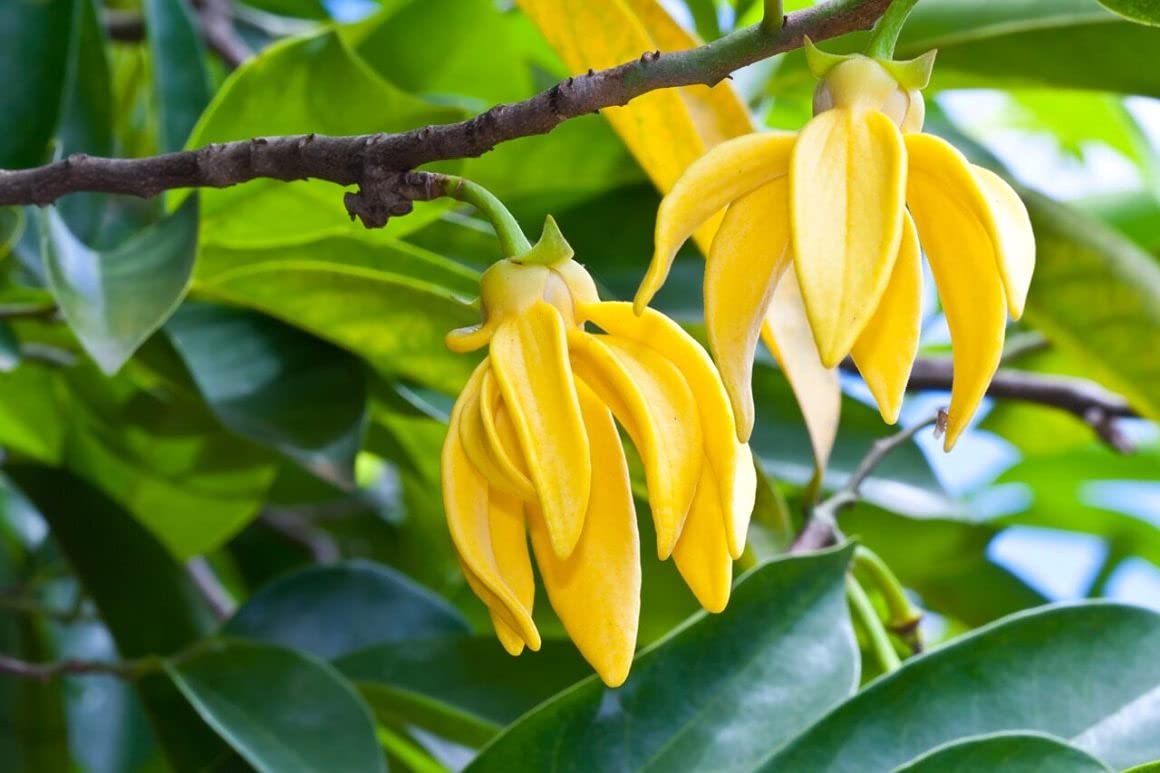 Langi Langi - Cananga odorata Ylang Ylang Flower Plant