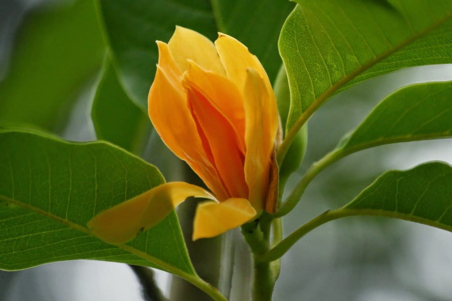 Golden Son Champa Flower Plant