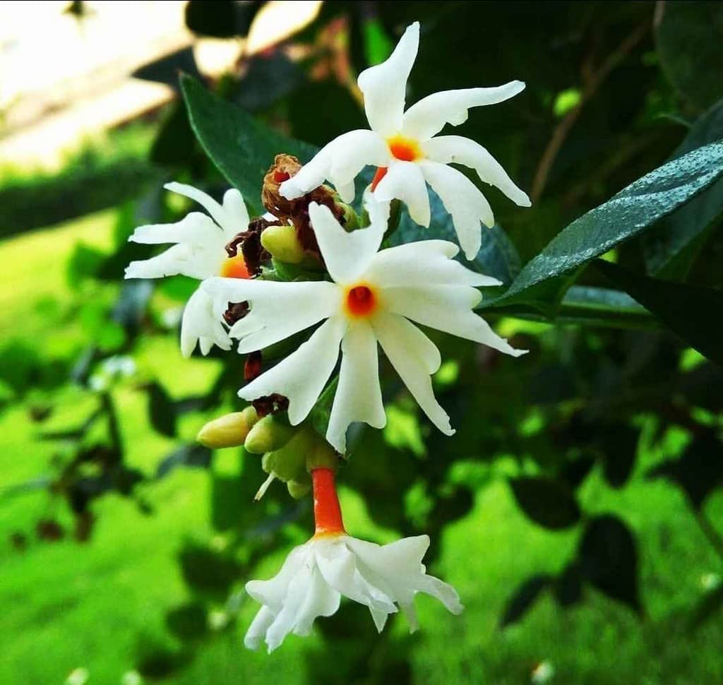 Coral Jasmine Flower Plant