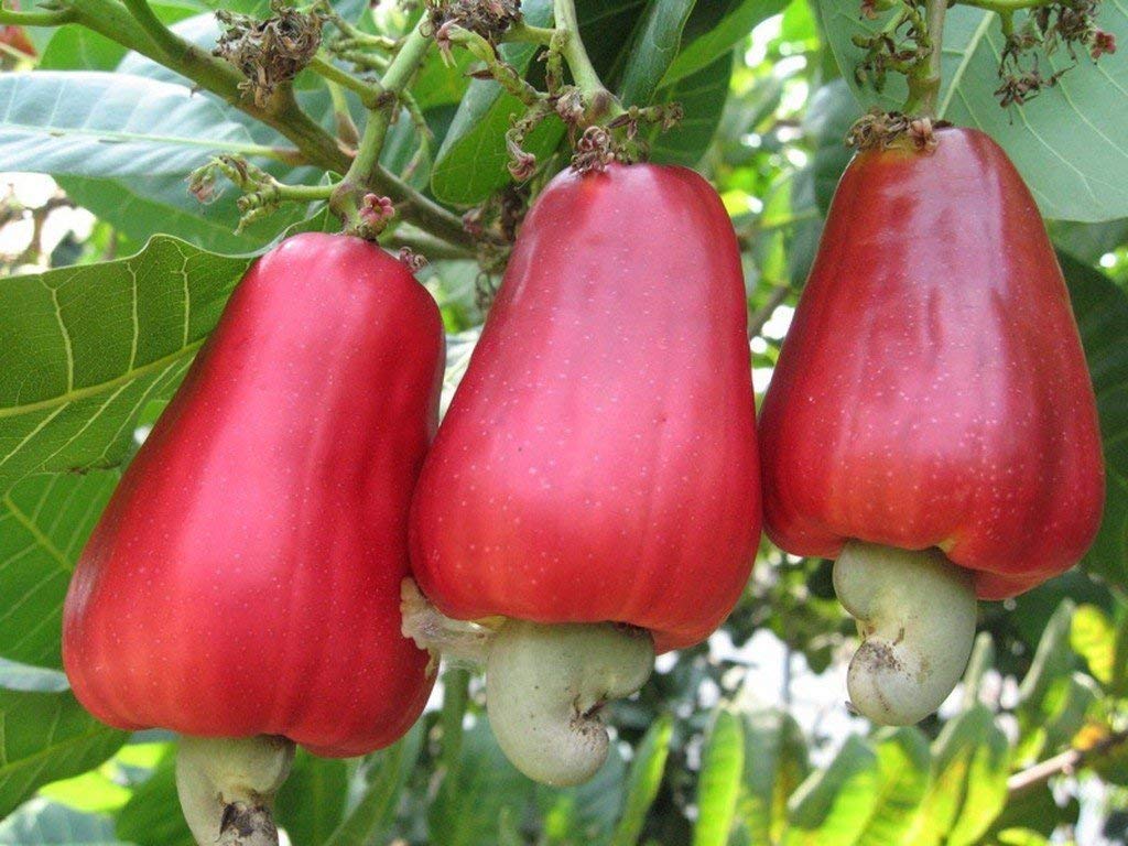 Cashew Nut Apple Plant