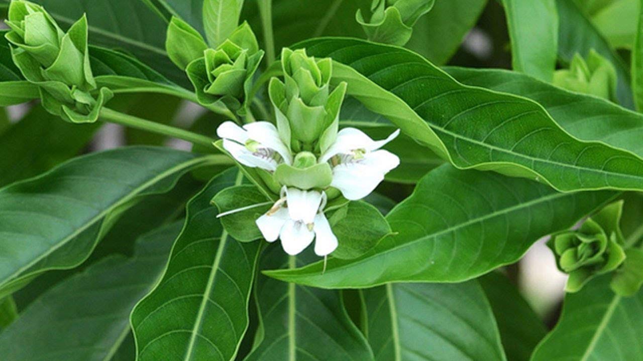 Adalodakam ( Justicia adhatoda ) Medicinal Plant